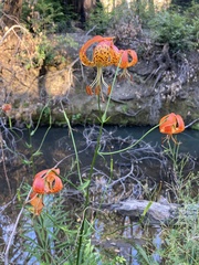 Lilium pardalinum