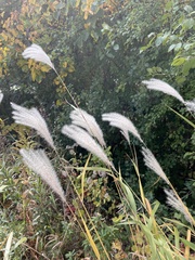 Miscanthus