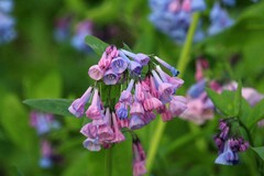 Mertensia virginica