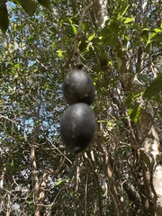 Alyxia stellata