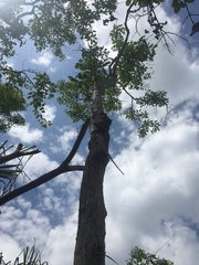 Chlamydosaurus kingii