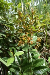 Heteropterys chrysophylla