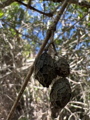 Alyxia stellata