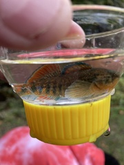 Etheostoma caeruleum