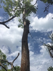 Chlamydosaurus kingii