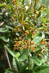 Heteropterys chrysophylla