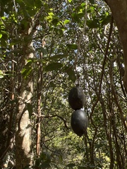 Alyxia stellata