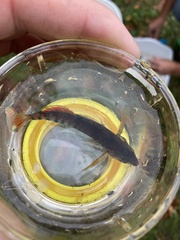 Etheostoma caeruleum