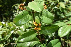 Heteropterys chrysophylla