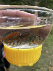 Etheostoma caeruleum