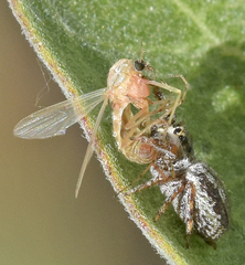 Pelegrina arizonensis