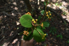 Heteropterys chrysophylla