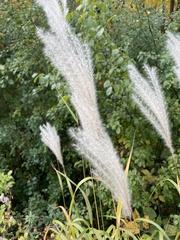 Miscanthus
