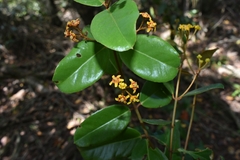 Heteropterys chrysophylla