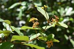 Heteropterys chrysophylla