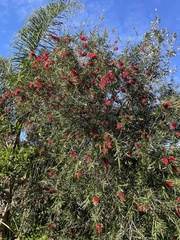 Melaleuca viminalis