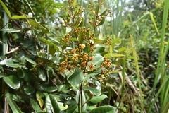 Heteropterys chrysophylla