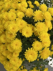 Chrysanthemum morifolium