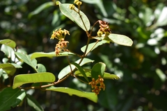 Heteropterys chrysophylla