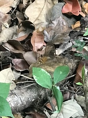 Haetera piera