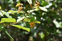 Heteropterys chrysophylla