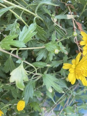 Chrysanthemum morifolium