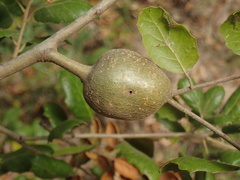 Callirhytis quercussuttoni