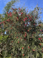 Melaleuca viminalis