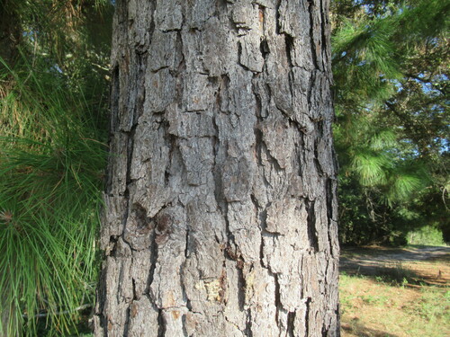 Pinus taeda