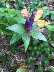 Gentiana clausa
