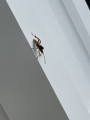 Leptoglossus clypealis