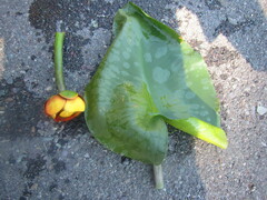 Nuphar polysepala