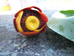 Nuphar polysepala