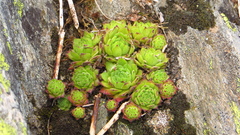 Sempervivum