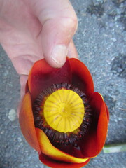 Nuphar polysepala