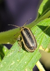 Trirhabda canadensis