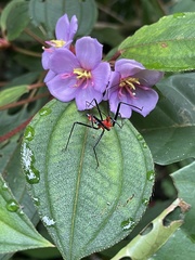 Reduviidae