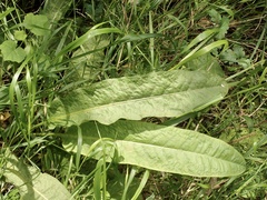 Rumex conglomeratus