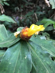 Costaceae