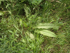 Rumex conglomeratus