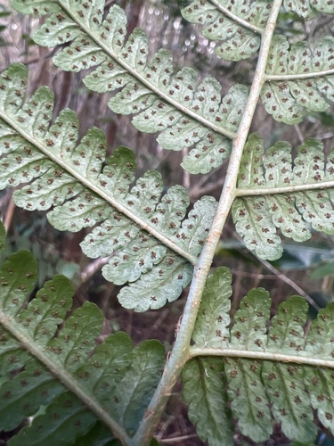 Dryopteris mauiensis observed 2022-10-05