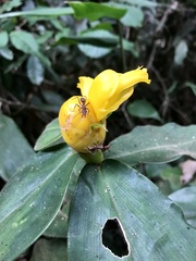 Costaceae