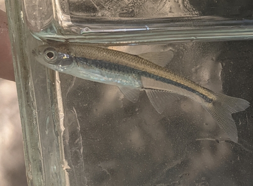 Lint-shiner (Lythrurus fumeus) — Cyprinidae — 5