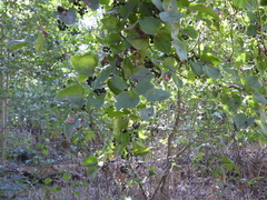 Vitis cinerea