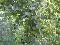 Vitis cinerea