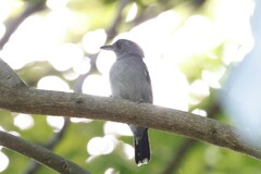 Thamnophilus atrinucha