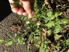 Chrysoesthia sexguttella