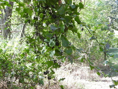 Vitis cinerea