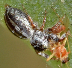 Pelegrina arizonensis