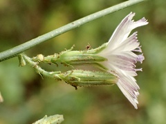 Stephanomeria exigua